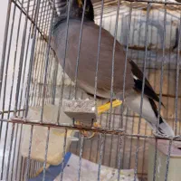 مرغ مینا|پرنده|شیراز, سلطان آباد|دیوار