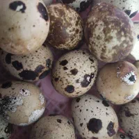 فروش تخم بلدرچین خوراکی