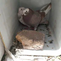 طوطی