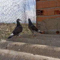 کبوتر مسافتی نسل مسابقه دهنده