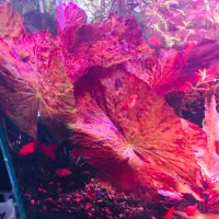 گیاه پلنت|ماهی|تهران, جوانمردان (اندیشه)|دیوار