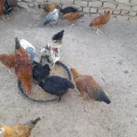 مرغ تخم گذار محلی|حیوانات مزرعه|هشتگرد, هیو|دیوار