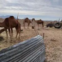 شتر|حیوانات مزرعه|گوهرکوه, |دیوار