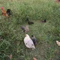 تخم مرغ برهما وآمروک ومینیاتوری|حیوانات مزرعه|اسالم, |دیوار