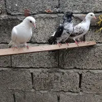 کبوتر فروش