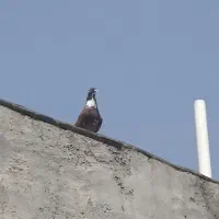 جوجه کبوتر