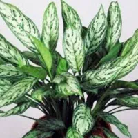 سفارش کاشت گل اپارتمانی در گلدون دلخواه