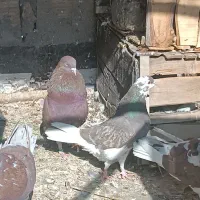 کفتر|پرنده|قم, نیروگاه|دیوار