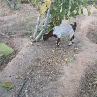 بز دورگه ابستن