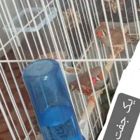 فروش یک جفت فنچ