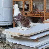 کبوتر جکسون|پرنده|ساری, |دیوار