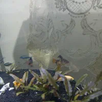 آکواریوم پلنت|ماهی|ورامین, خیر آباد|دیوار