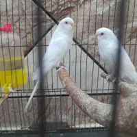 مرع عشق هلندی