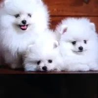 بهترین ها رو آوردم براتون متن بخون