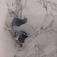 کبوتر مسافتی