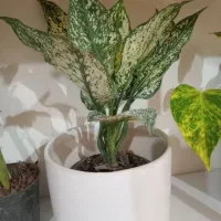 گل های طبیعی|گل و گیاه طبیعی|تالش, هشتپر|دیوار