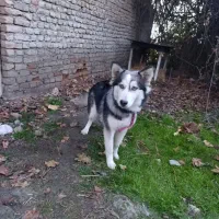 واگذاری سگ هاسکی