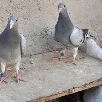 جفت کبوترجوجه مسافتی هرمن کوستر|پرنده|زهک, |دیوار