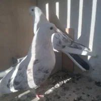 یه جفت کفتر تهرانی پشدار فروشی|پرنده|ورامین, شهرک مدرس|دیوار