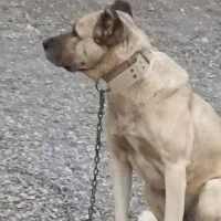 حیوون نسل اصل سراب