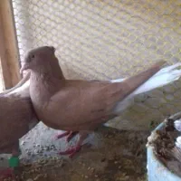 زرد دمسفید|پرنده|رامهرمز, |دیوار