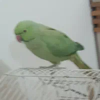 طوطی ملنگو|پرنده|کلاچای, |دیوار