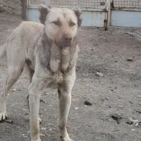 سگ‌سرابی‌،نگهبان