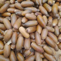 بلوط درجه یک