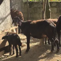 فروش گوسفند قره غزل مشکی با بره نر
