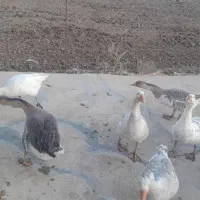 غازدورگه زیرقیمت|حیوانات مزرعه|بیرانوند, |دیوار