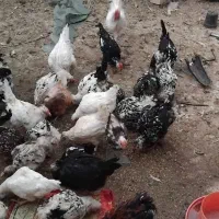 مرغ وخروس گلین|حیوانات مزرعه|اصفهان, گلستان|دیوار