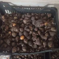 پیاز گل نرگس