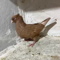 ماده زرد دم سفید|پرنده|فسا, |دیوار