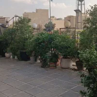 فروش گلدان یاس هلندی و کاج کامیس پاریس توافقی