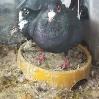 کبوتر پلنگ
