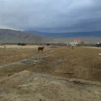 باغداری و گاوداری سنتی به صورت شراکتی در شهر ماکو