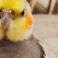 فروش عروس هلندی|پرنده|رشت, حمیدیان|دیوار