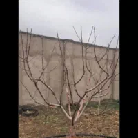 هرس|خدمات باغبانی و درختکاری|دماوند, مسکن مهر گیلاوند|دیوار