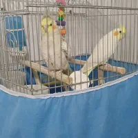 عروس هلندی