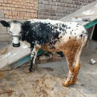 گوساله فروشی