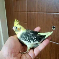 جوجه عروس هلندی پرورش خانگی نژاد اصیل سخنگو