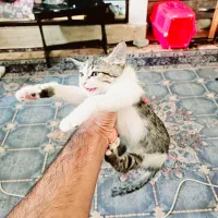 واگذاری بچه گربه دو ماهه|گربه|زاهدان, |دیوار