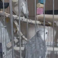 عروس هلندی|پرنده|ساوه, |دیوار