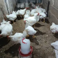 مرغ ارگانیک گوشتی|حیوانات مزرعه|رامیان, |دیوار