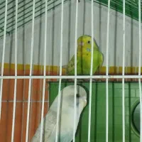 جفت مرغ عشق دستی