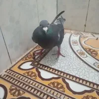 کبوتر|پرنده|موسیان, |دیوار