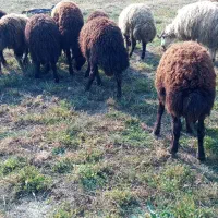 ۳۰عددبره نر