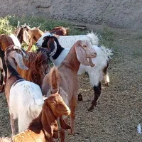 11راس  کولار بزغاله بزرگ|حیوانات مزرعه|شهرآباد, |دیوار