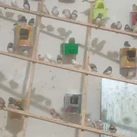 فنج فروشی|پرنده|اقبالیه, |دیوار