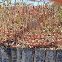 تولید نهال  عسکری  انواع نهال پسته و سیاه ریشه